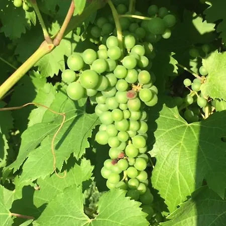Le Vigne Della Duchessa Country Soliera
